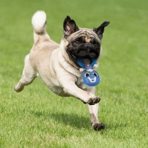 Jouet pour chien The Avengers Bleu 100 % polyester