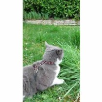 Hundehalsband Aimé