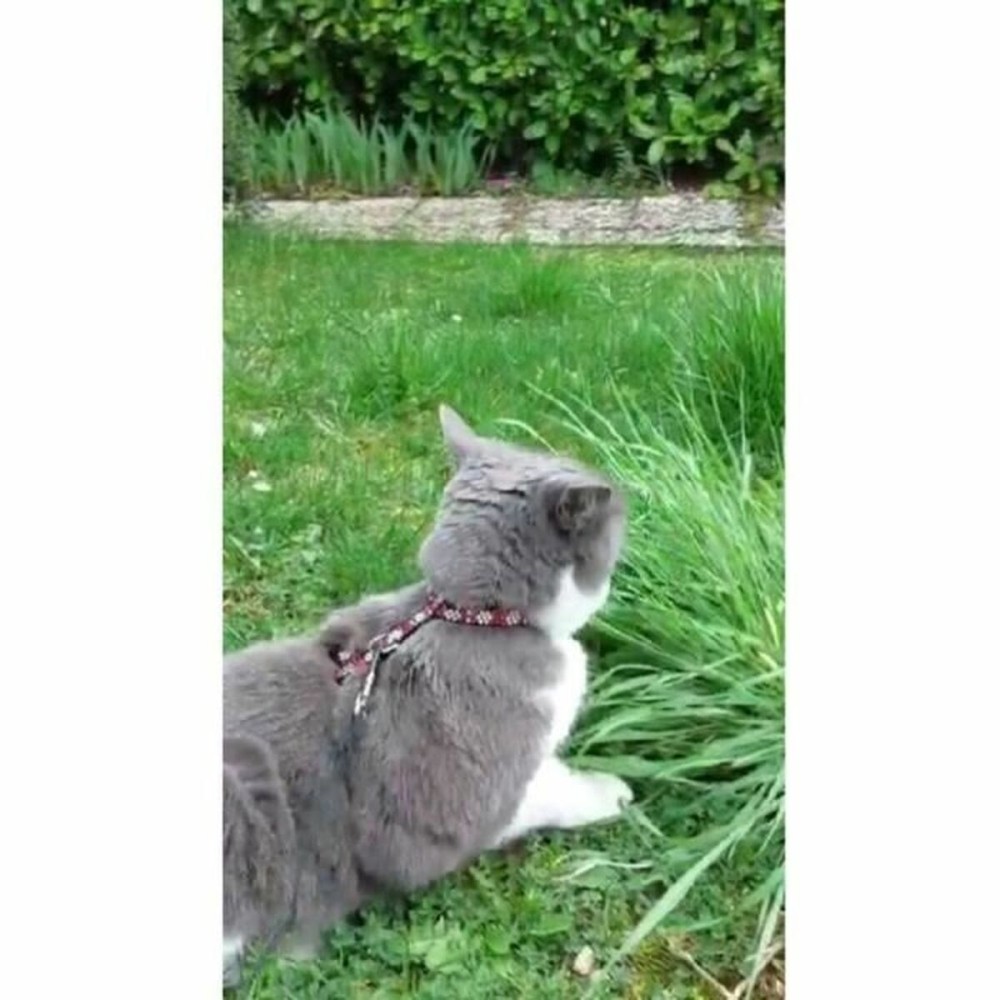 Hundehalsband Aimé