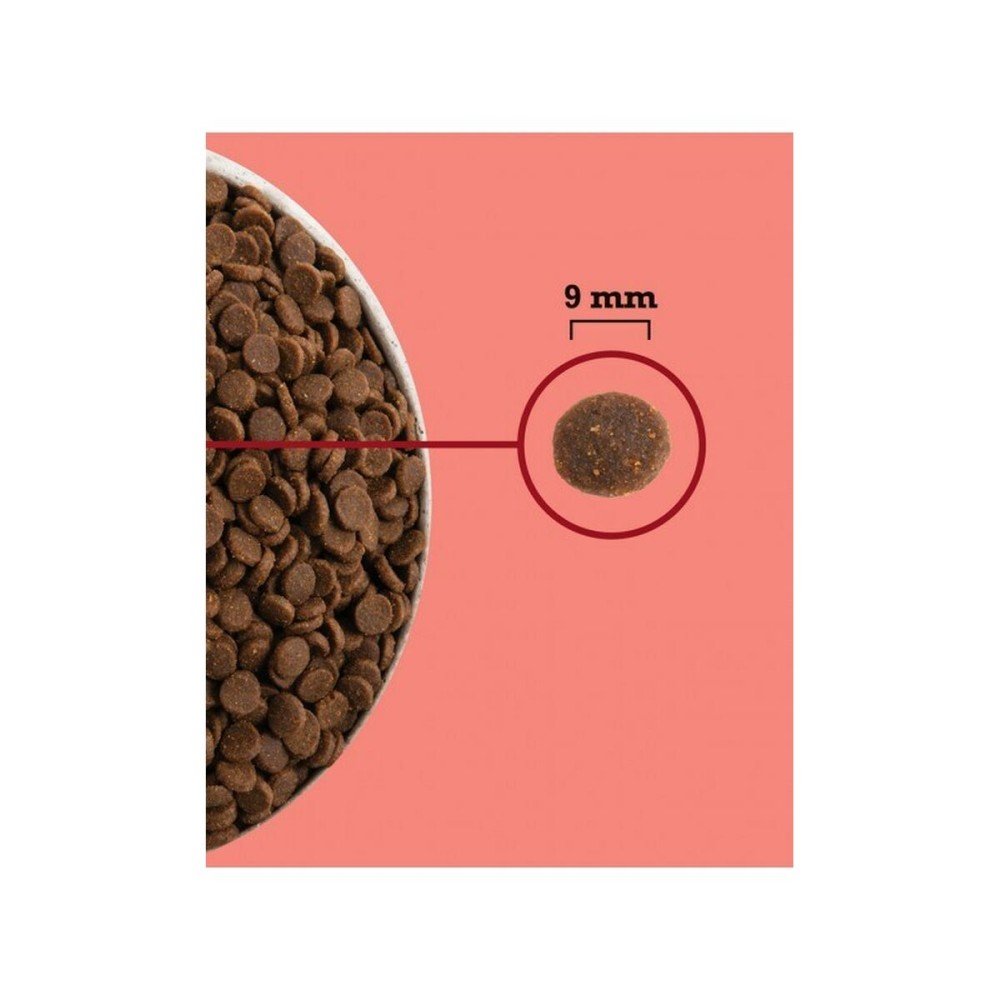 Cat food Acana