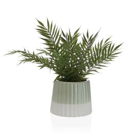 Decorative Plant Versa