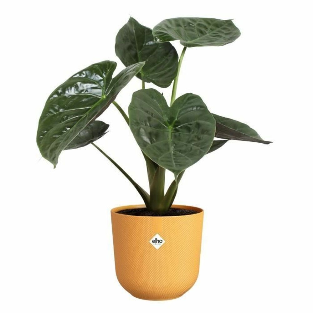 Blumentopf Elho