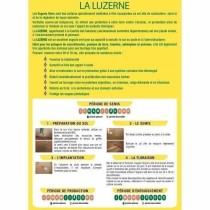 Seeds BHS Luzerne