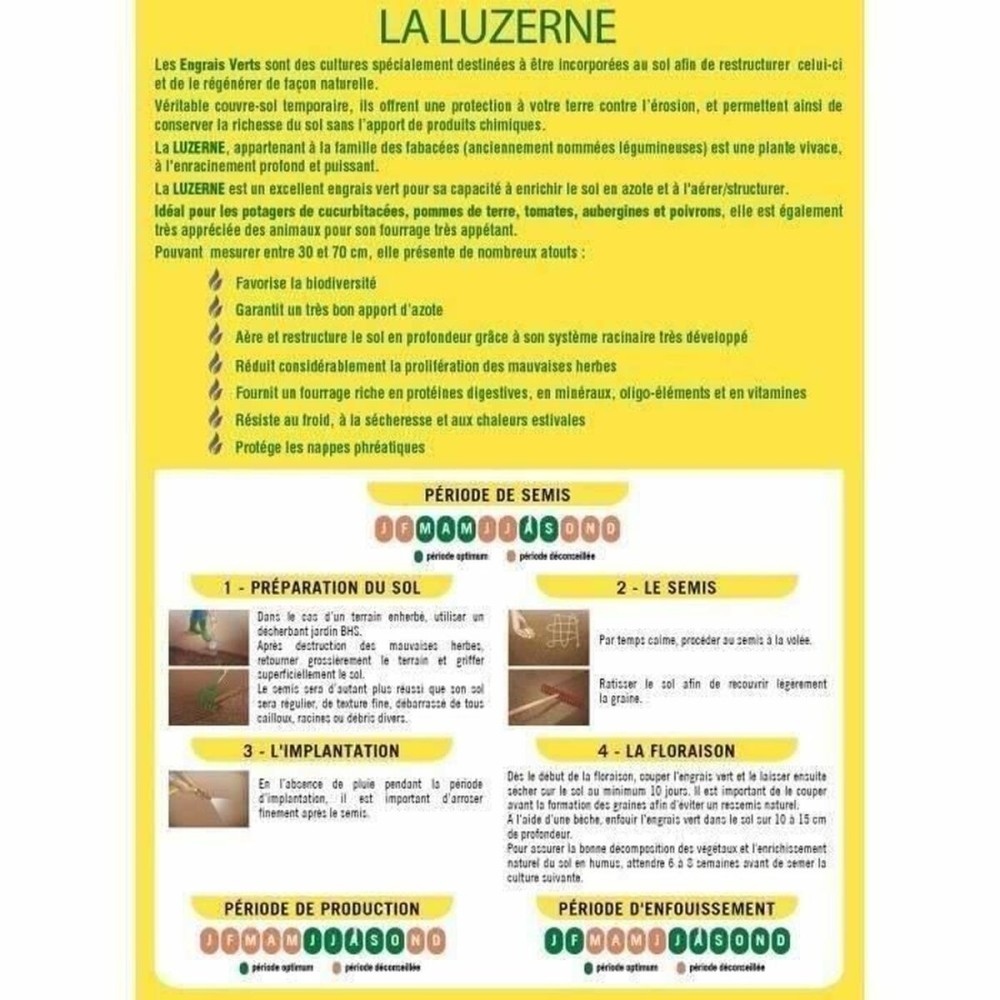 Seeds BHS Luzerne