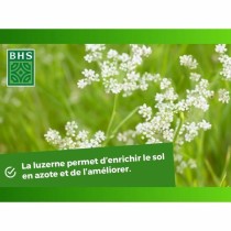 Graines BHS Luzerne