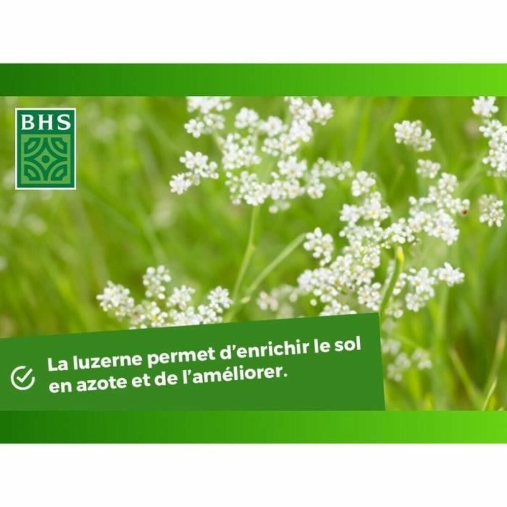 Seeds BHS Luzerne