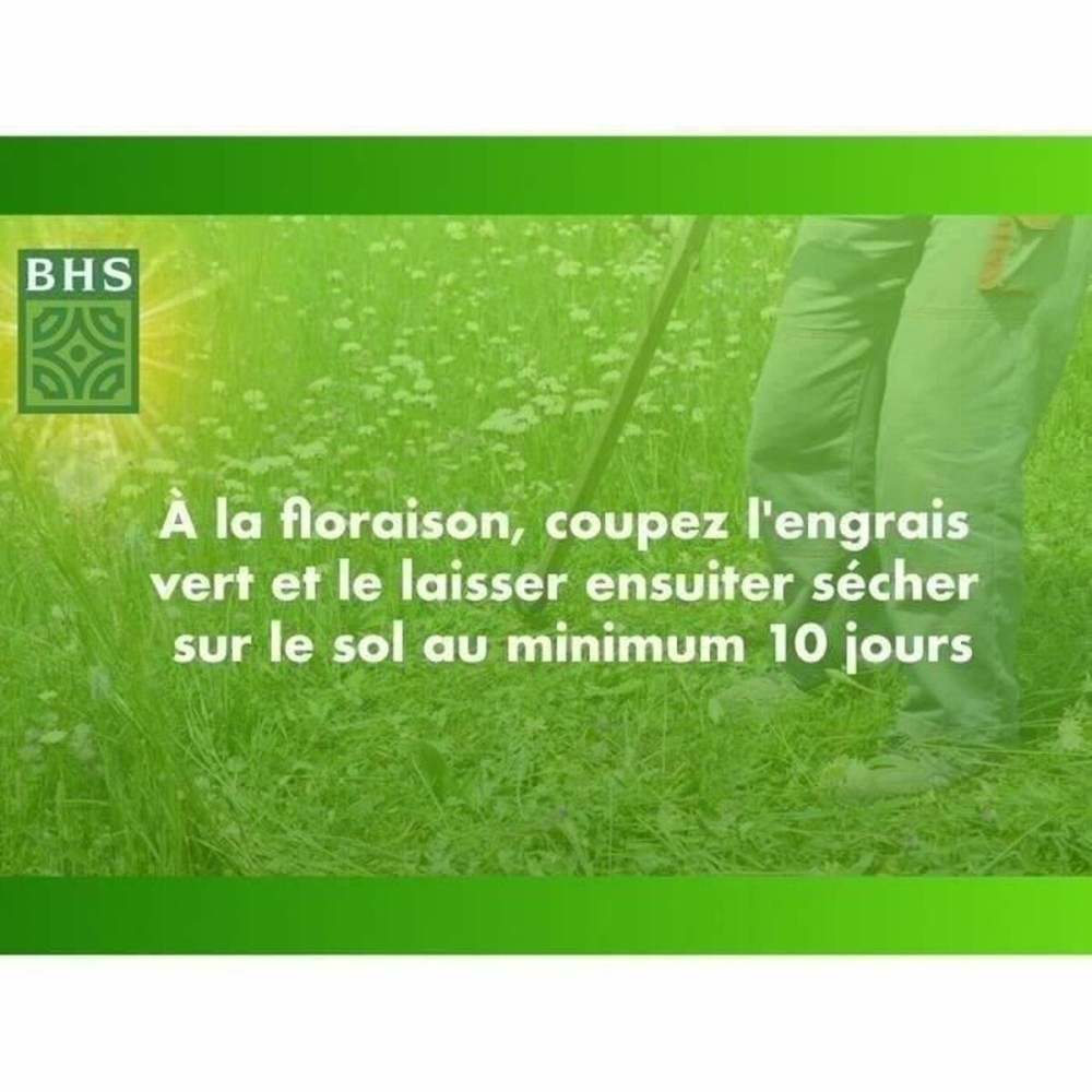 Samen BHS Trèfle Blanc 500 g