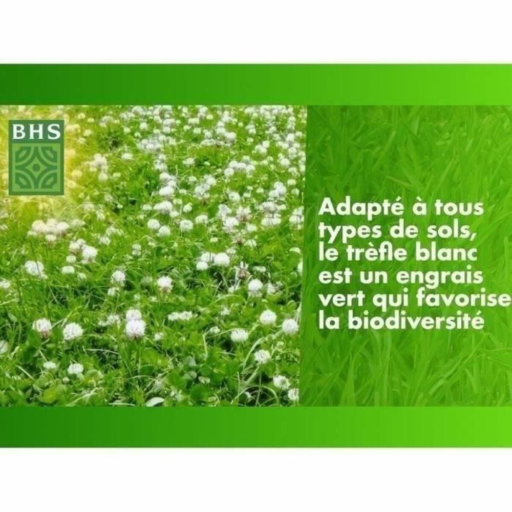 Samen BHS Trèfle Blanc 500 g