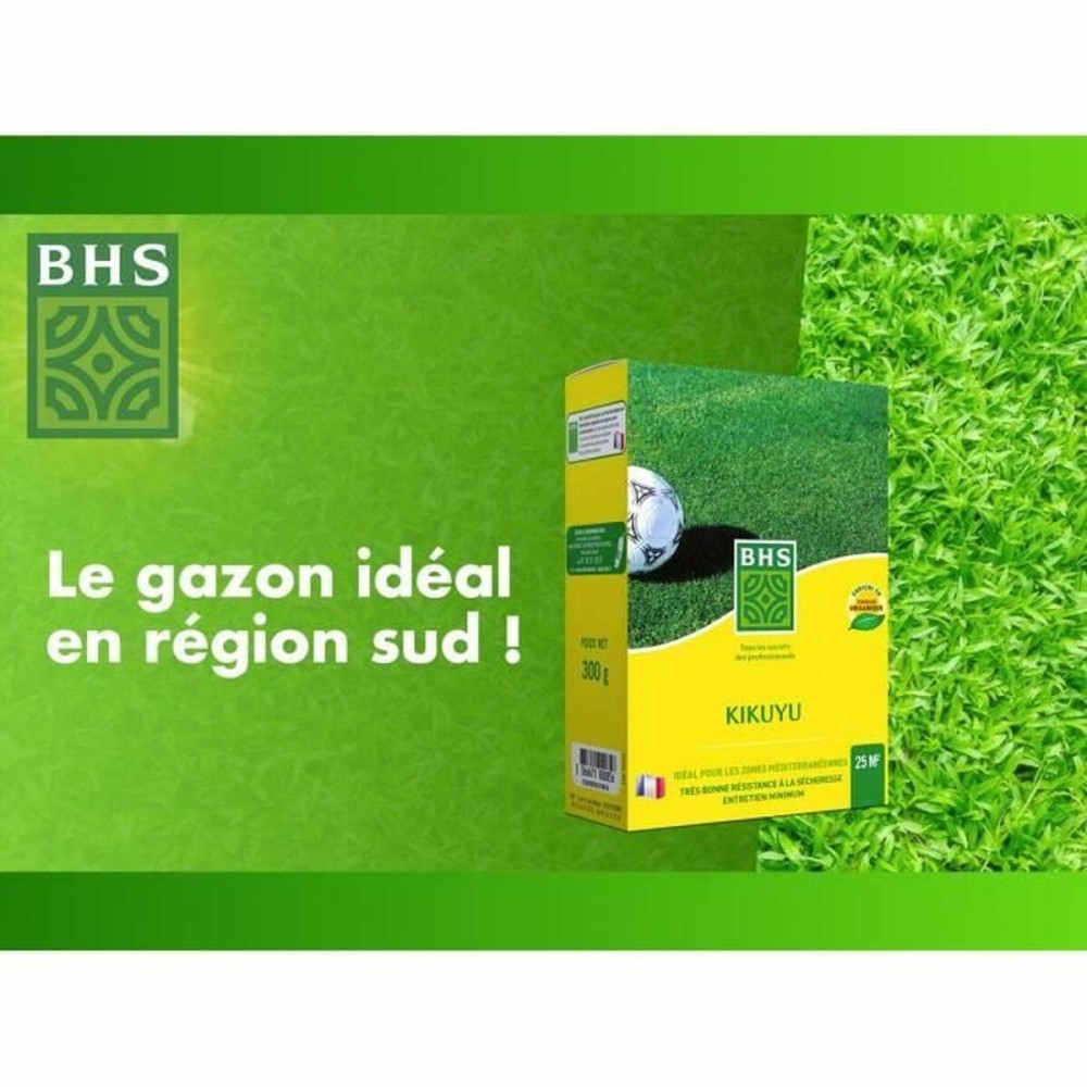 Samen BHS Dichondra