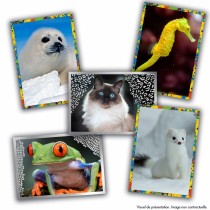 Pack of stickers Panini Animaux