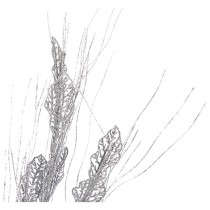 Branch Krist+ K19121138-5 Silver 46 x 80 x 5 cm (12 Units)