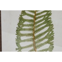 Painting Home ESPRIT Fern Cottage 45 x 2,5 x 70 cm (4 Units)
