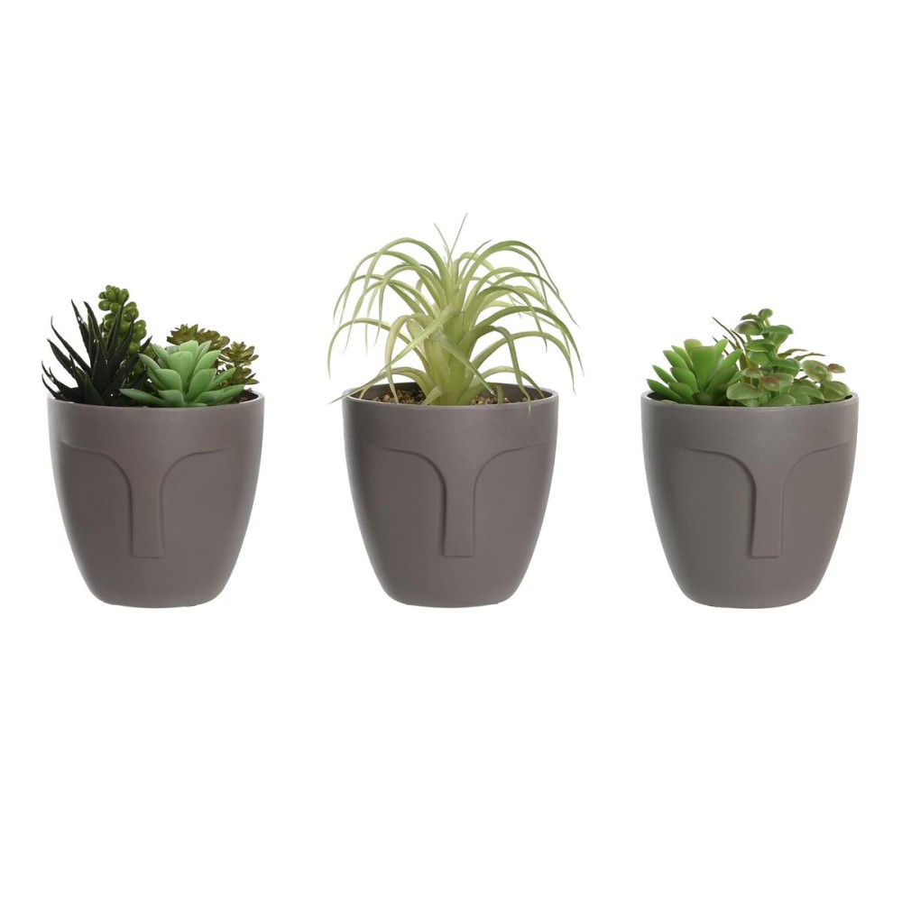 Dekorationspflanze DKD Home Decor Grau Beige Polyäthylen grün Polypropylen (11 x 11 x 15 cm) (3 Stück)