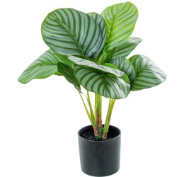 Dekorationspflanze Alexandra House Living Kunststoff Calathea 50 cm