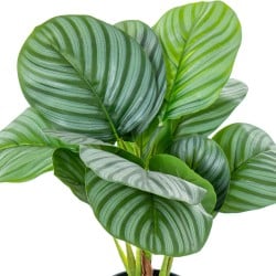 Dekorationspflanze Alexandra House Living Kunststoff Calathea 50 cm