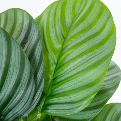 Dekorationspflanze Alexandra House Living Kunststoff Calathea 50 cm