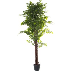 Dekorationspflanze Alexandra House Living Kunststoff Ficus 16 x 16 x 162 cm