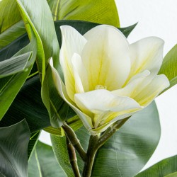 Decorative Plant Alexandra House Living Plastic Magnolia 100 cm