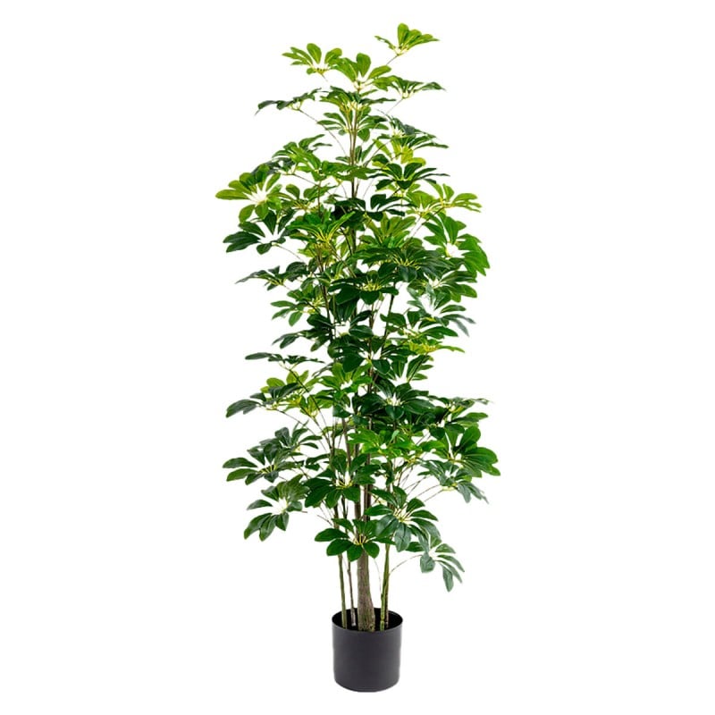 Decorative Plant Alexandra House Living Plastic Schefflera 155 cm