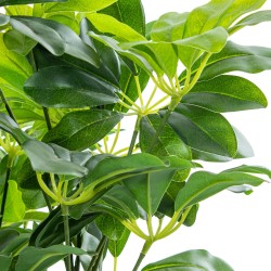 Decorative Plant Alexandra House Living Plastic Schefflera 155 cm