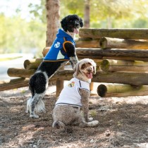 Pull pour chien Real Madrid C.F. Blanc