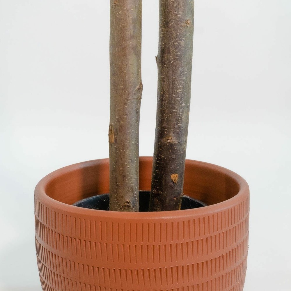 Arbre Home ESPRIT Polyester Bois Ciment Eucalyptus 90 x 90 x 180 cm
