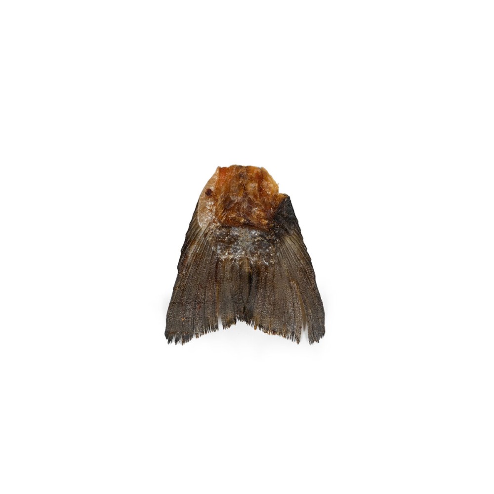 Alimentation humide Snackys Poisson