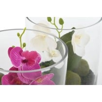 Plante décorative Home ESPRIT PVC Verre 15 x 15 x 20 cm (2 Unités)
