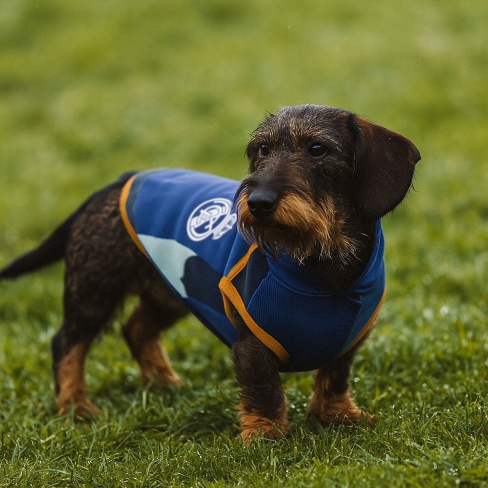 Pull pour Chien Real Madrid C.F. Bleu M