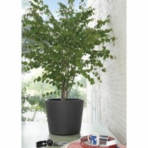 Pot Deroma Millennium Anthracite Plastique 59 x 59 x 49,5 cm
