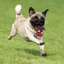 Jouet pour chien Spider-Man Rouge 100 % polyester