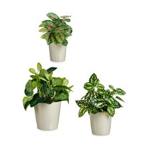 Set of pots Ibergarden LINCE PQ - 7044 LINCE PQ - 7044 Grey Clay 16,5 x 16 x 16,5 cm (6 Units)