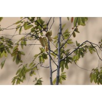 Cadre Home ESPRIT Aluminium Bois MDF 80 x 3,5 x 160 cm