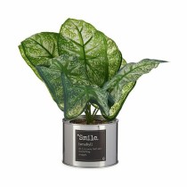 Plante décorative Ibergarden Métal Plastique Caladium 26 x 26 x 26 cm (6 Unités)