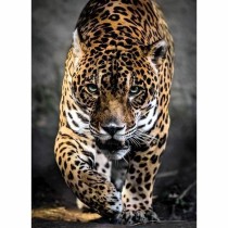 Puzzle Clementoni Walking Jaguar 39326 69 x 50 cm 1000 Pièces