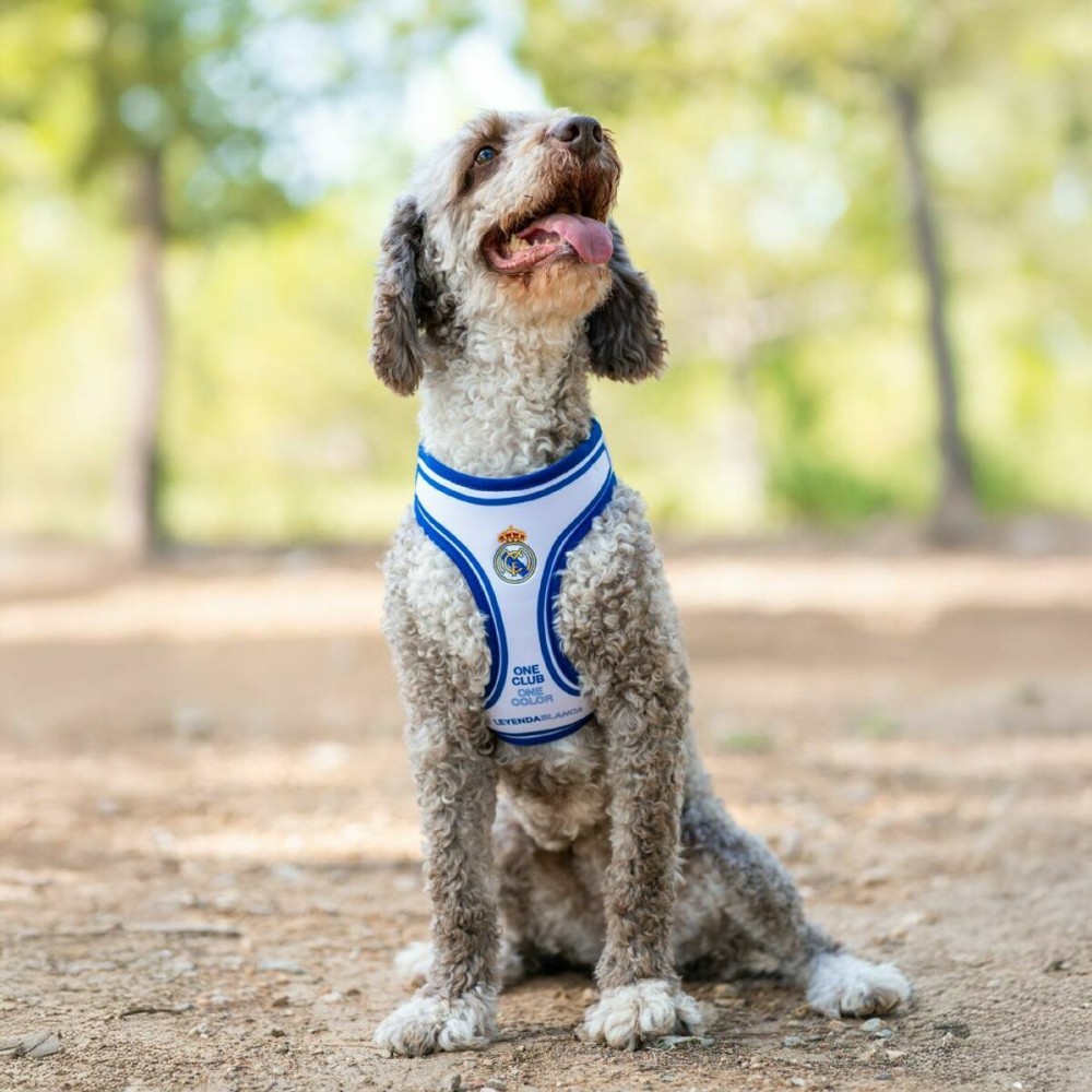 Dog toy Real Madrid C.F. Blue