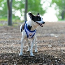 Dog toy Real Madrid C.F. Blue