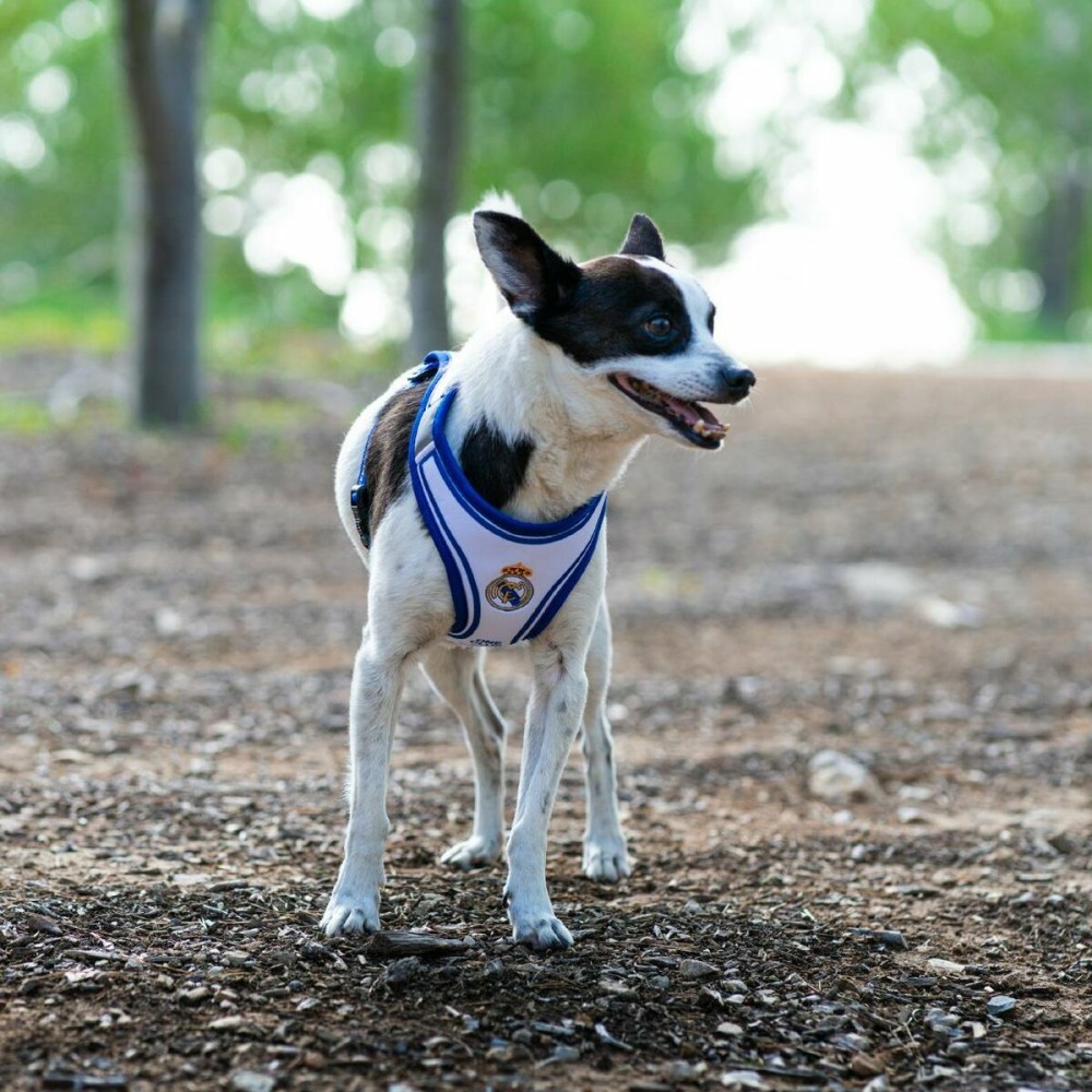 Dog toy Real Madrid C.F. Blue