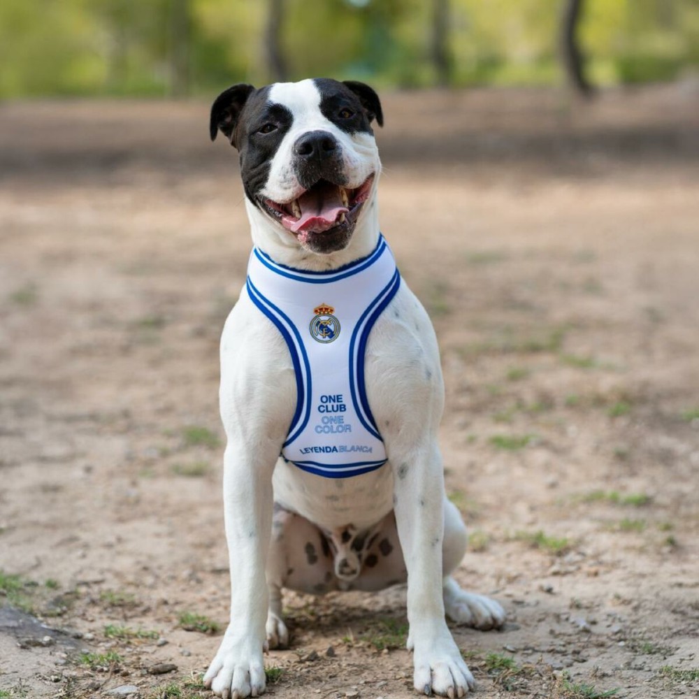 Dog toy Real Madrid C.F. Blue M/L