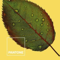 Housse de Couette Nature Pantone