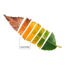 Nordic cover Leaf Pantone