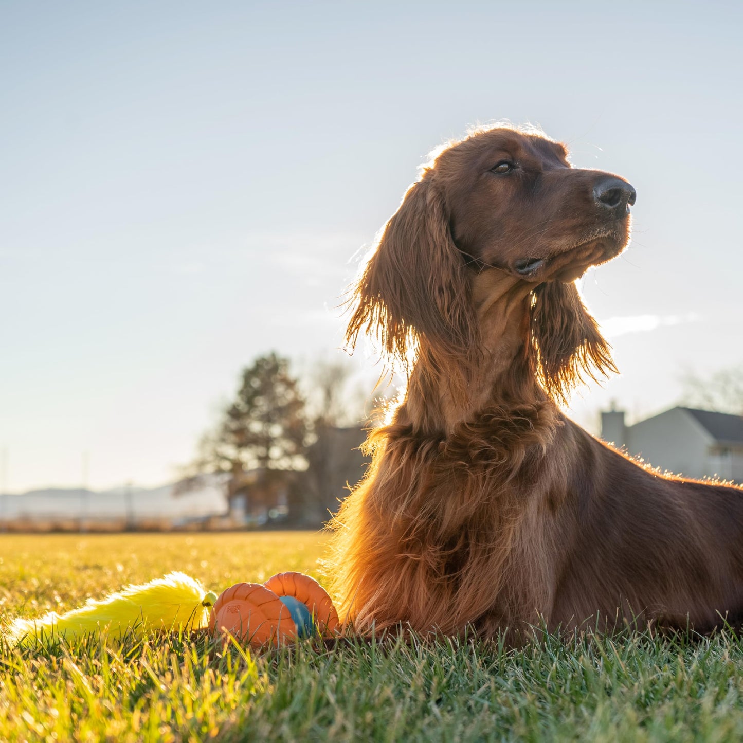 Outward Hound Tail Teaser Replacement Lure for Dog Teaser Wand, Fox