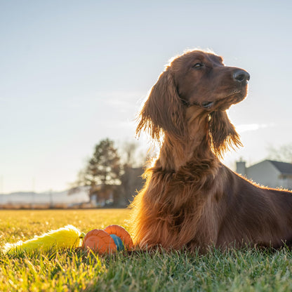 Outward Hound Tail Teaser Replacement Lure for Dog Teaser Wand, Fox
