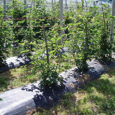 V5H6F33ECAABD9504919A93287784F0CD3ER4186419P2