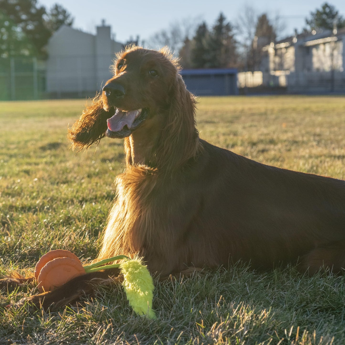Outward Hound Tail Teaser Replacement Lure for Dog Teaser Wand, Fox