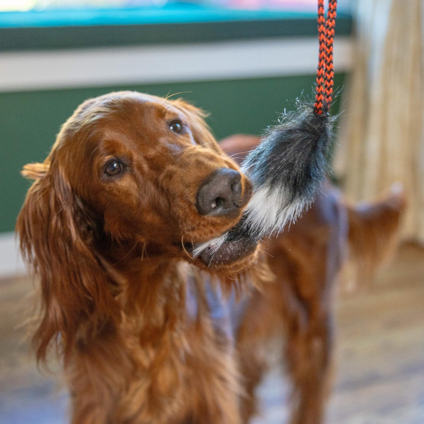 Outward Hound Tail Teaser Replacement Lure for Dog Teaser Wand, Fox