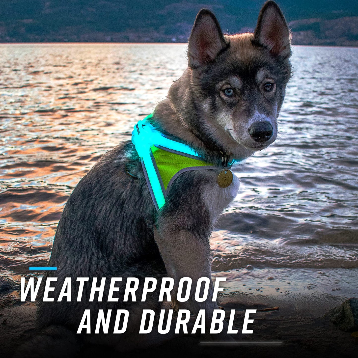 Noxgear LightHound - Revolutionary Illuminated and Reflective Harness for Dogs Including Multicolored LED Fiber Optics (USB Rechargeable, Adjustable, Lightweight, Rainproof) (Large)